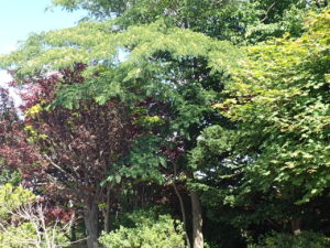 ネムノキ　全体